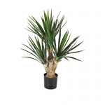 Baby Yucca 68cm